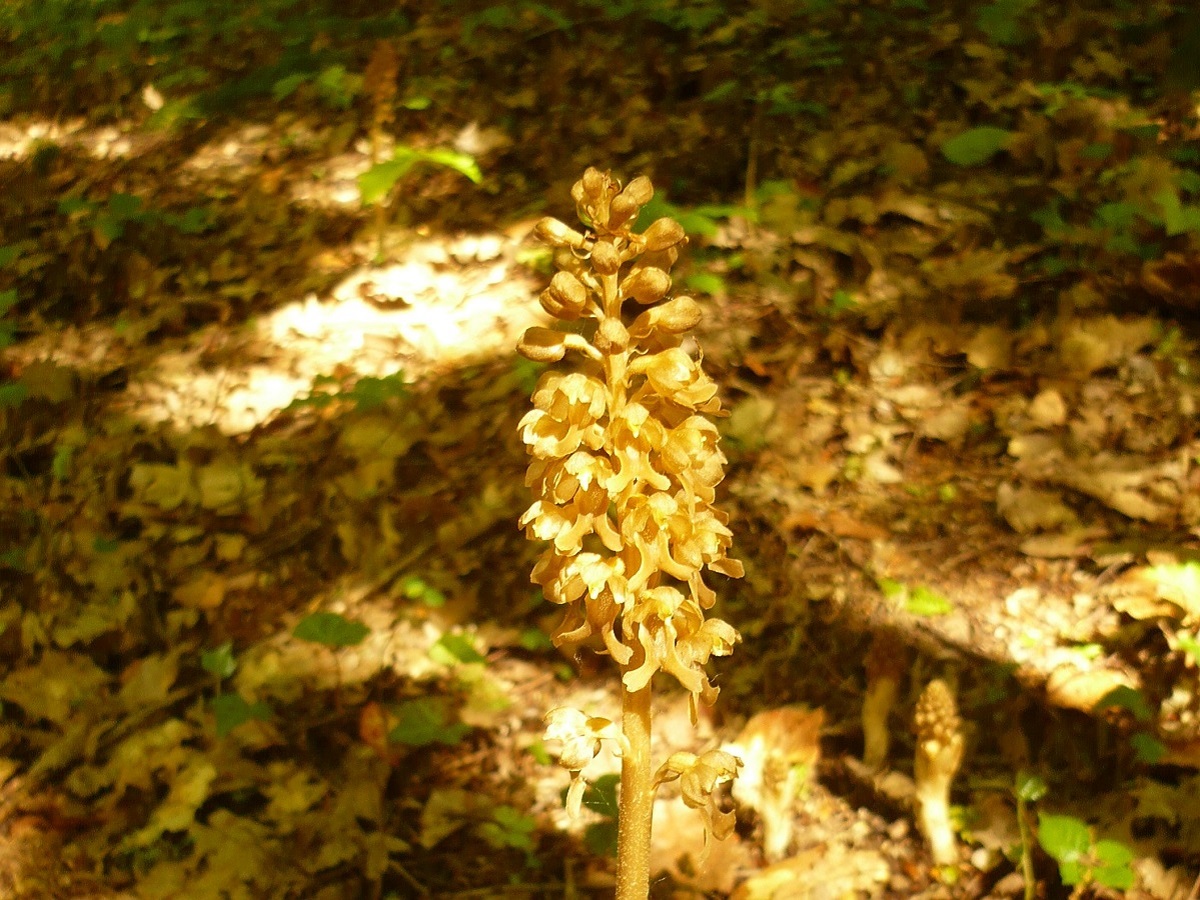 Neottia nidus-avis (Orchidaceae)